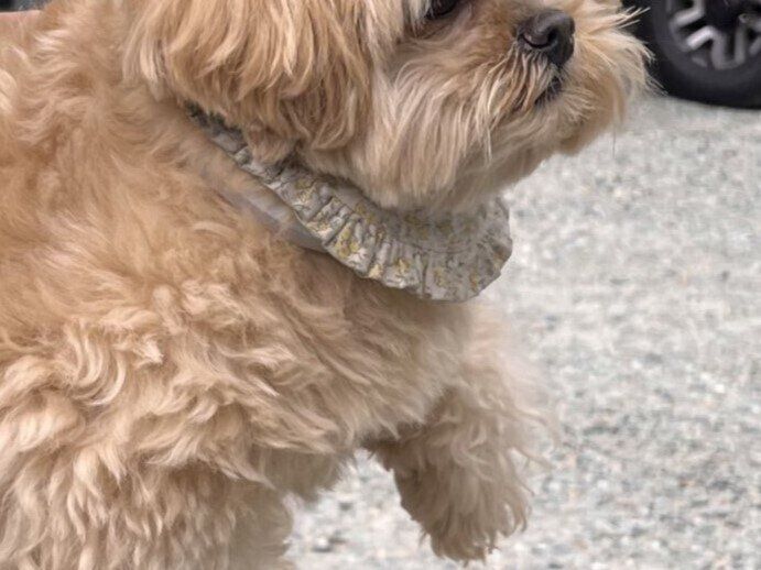 【無の表情】「なんかちょっとちがうかも」飼い主さんの友達に抱っこされたペキプーがかわいいと2.3万いいね