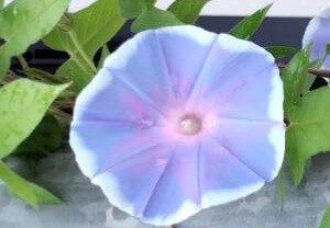 幼い頃の息子が育てた朝顔を交配し続けて26代目！マメな母親の感動エピソードに12.3万件のいいね