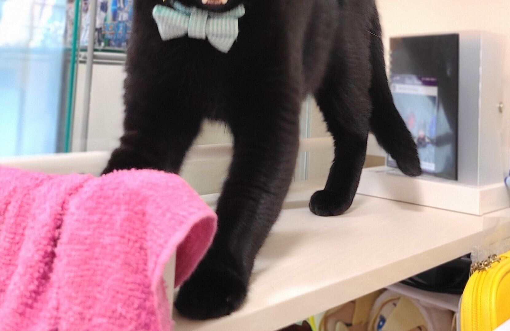 あくびをすると妖怪顔になるネコに「可愛い」の声。「うちもです」とあくび妖怪猫ちゃんたち集まる