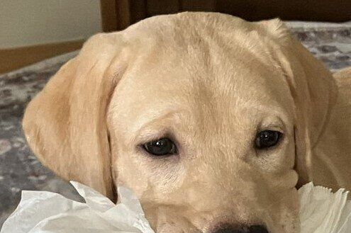 飼い主の目を引くために、あるものを咥えて遊びに誘うラブラドール・レトリバー。その様子に「ワイルド過ぎる〜」の声と1.1万件のいいね