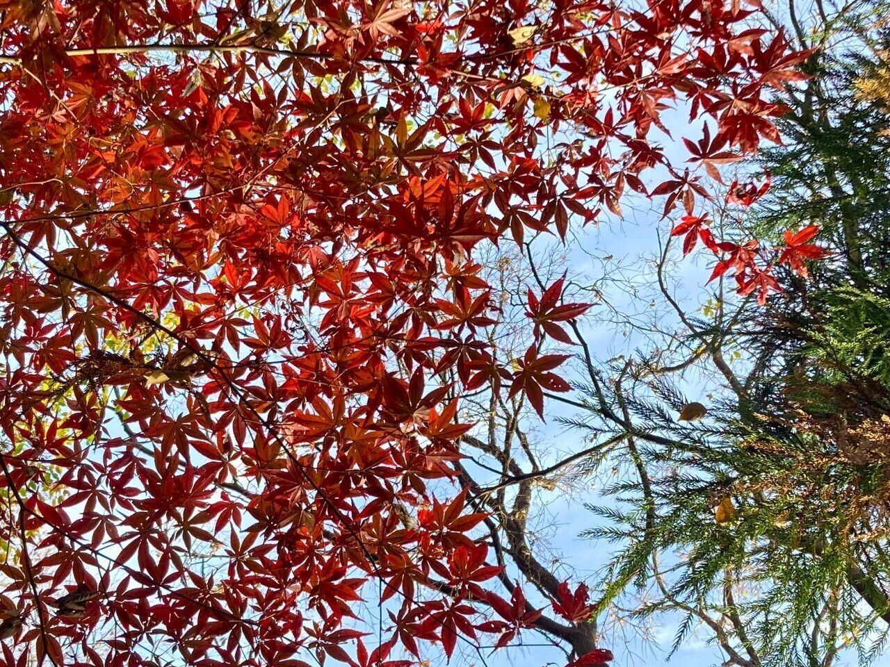 鬼に笑われても来年のことを言ってみる！2025年やりたいこと