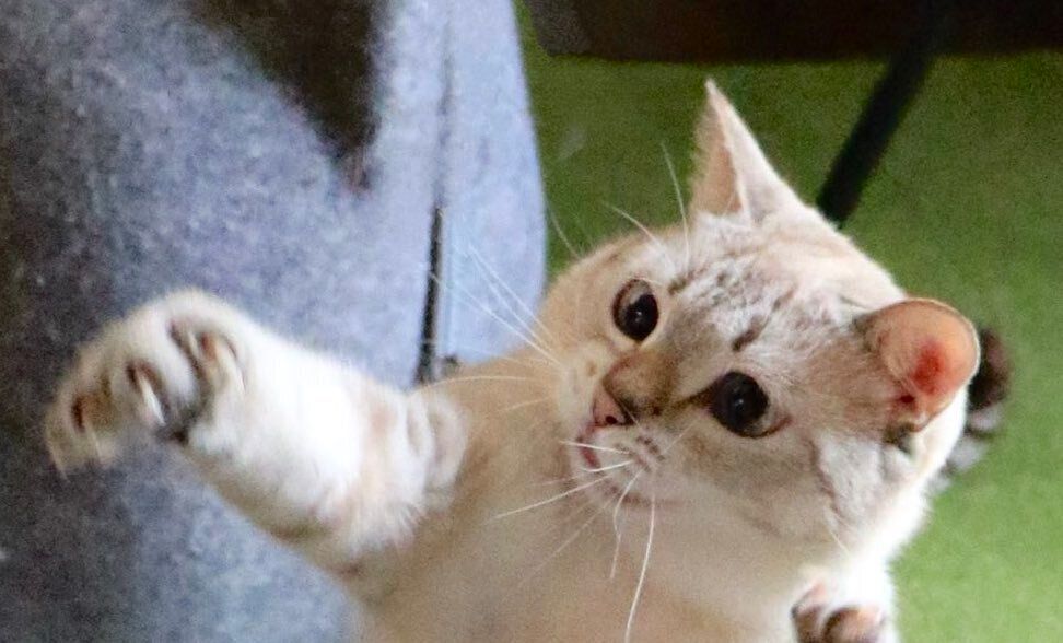 自在に伸びたり縮んだりするかわいすぎるネコが話題に！人のみならず5匹の先輩猫たちもメロメロにする魅力に迫る！