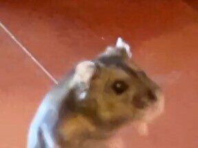 ごはんが楽しみなハムスター「ついに歩き出した!?」まるでアニメキャラクターな陽気な姿がかわいすぎる