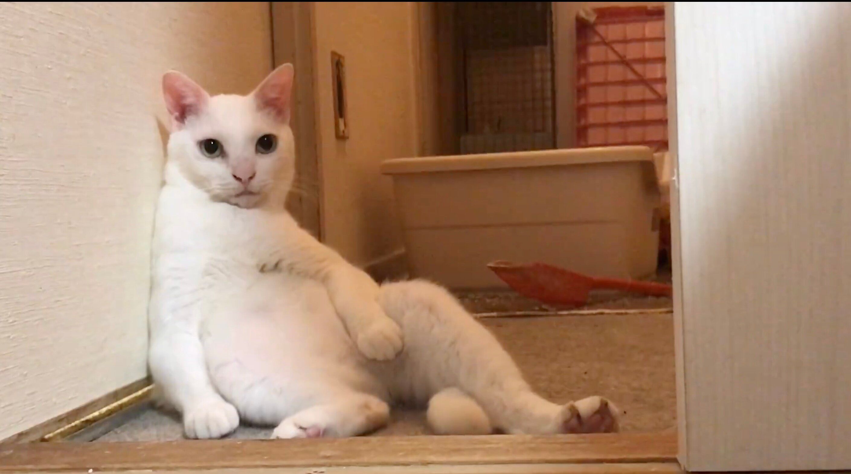 くしゃみを連発するネコから、「中身が飛び出た」!?二度と撮れない衝撃動画に2.3万人の笑いが止まらない！