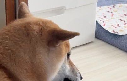 柴犬が飼い主を引っぱっているような衝撃写真に10万件のいいね！ヘアゴムを必ず奪う、かわいい本当の理由とは？