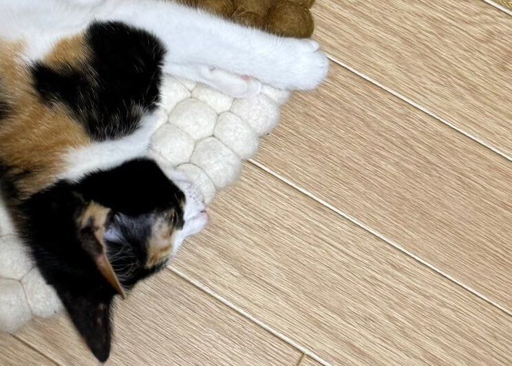 寝転がる三毛猫が、チェアパッドに同化!?まるで忍者のような姿に5.9万件のいいねと「ニャン法隠れ身の術」の声