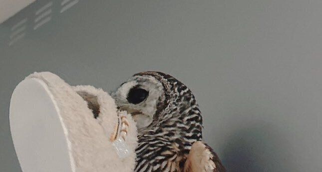 飼い主のスリッパをこっそり盗む、美しすぎる泥棒の正体は？「えっ、置物かと」「アート作品!?」と3.3万人が驚愕