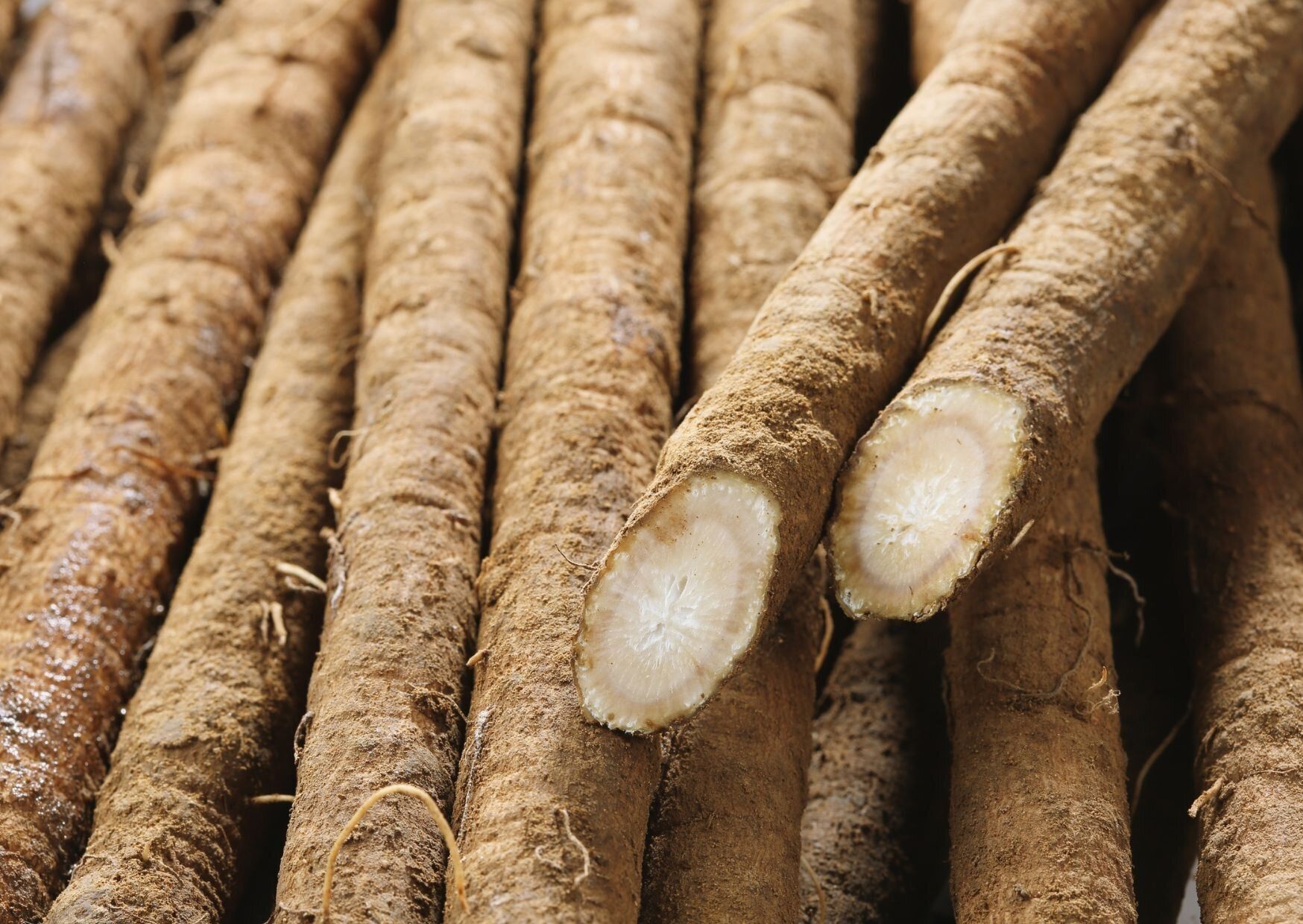 あなたも間違えているかも!?やってはいけないゴボウの保存方法