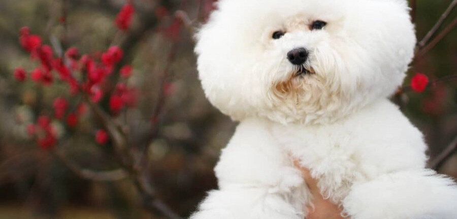 一息フッとしたら頭が欠けた?!トイプードル、たんぽぽの綿毛のような頭に「最高にかわいい」の声と11.6万件のいいね