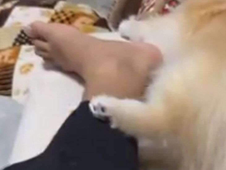 ポメラニアン VS. 飼い主！突然の足バトル開幕に1.2万人が勝負のゆくえを見守る。かわいすぎる結末に注目