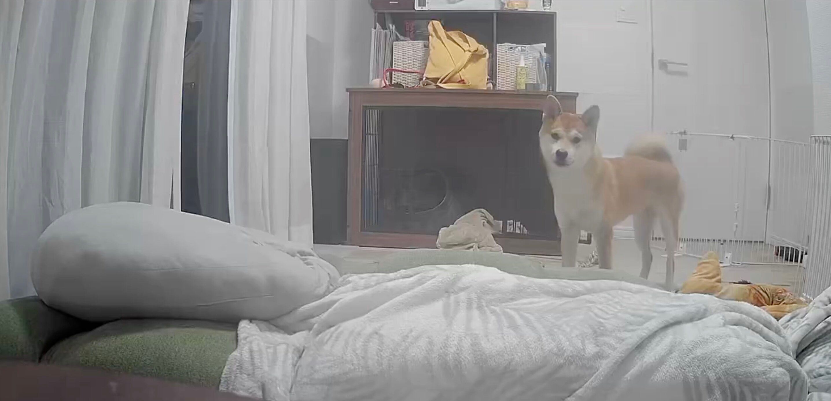 ペットカメラから出張中の飼い主の声が！うれしさのあまり、全力で喜びの舞をする柴犬に4.7万人が魅了される