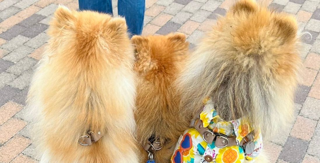 カートに乗る3匹のポメラニアンが「ケルベロスならぬポメベロス」!?なぜか前方に密集しちゃうかわいすぎる姿に4.4万人が癒される