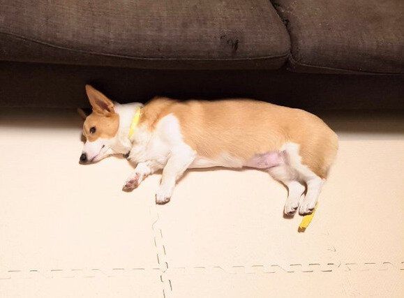 ゴハンを食べてくれないコーギー犬！飼い主が「もうお手上げ」と感じていた頃の思い出投稿に、共感の声が集まる