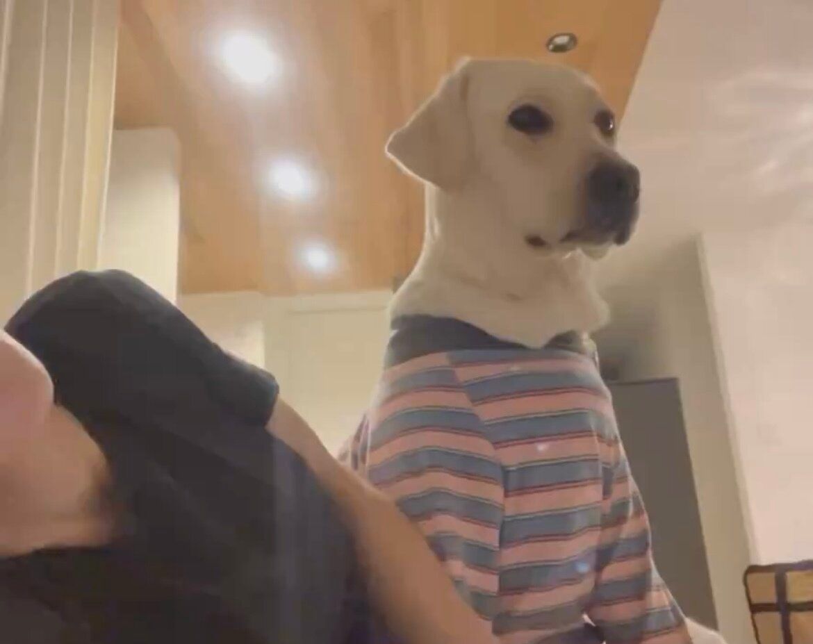 ラブラドールレトリバーの適当すぎるお手に癒される?!「可愛い」の声と1万件のいいね集まる