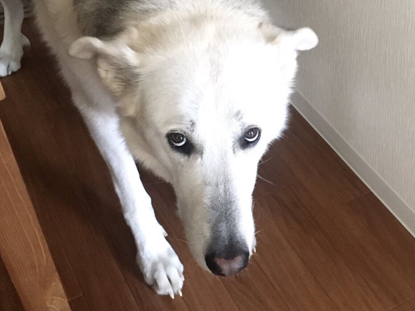 落としたオモチャがパキラの鉢にヒット「当てた奴は誰かな」しょんぼりな狼犬とパキラの2年後が癒やし抜群