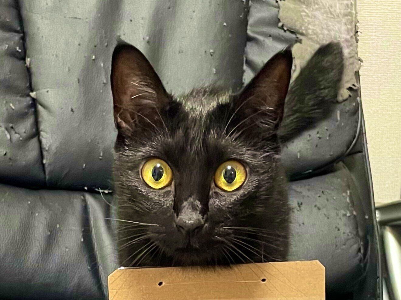 黒猫が育てたデスクチェア「芸術品になりました」月日を重ねてたどりついた素晴らしい作品に5.1万いいね