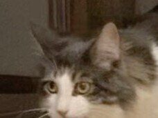 まるで入れ替わりマジック!?「おもちゃを投げたはずなのに」猫が持ってきたのは謎の家具パーツ