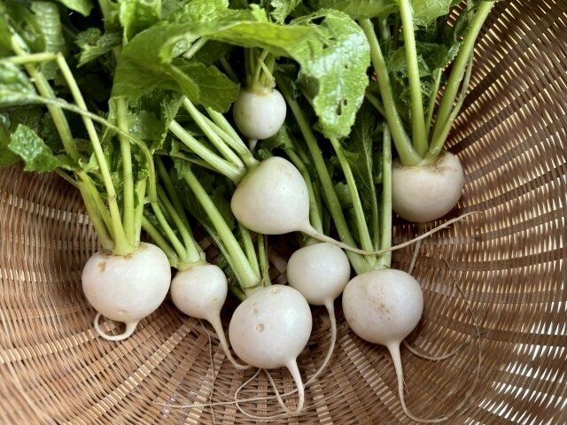 野菜のプロが解説！スーパーでカブを買うときにおいしいものを見分けるコツとは？