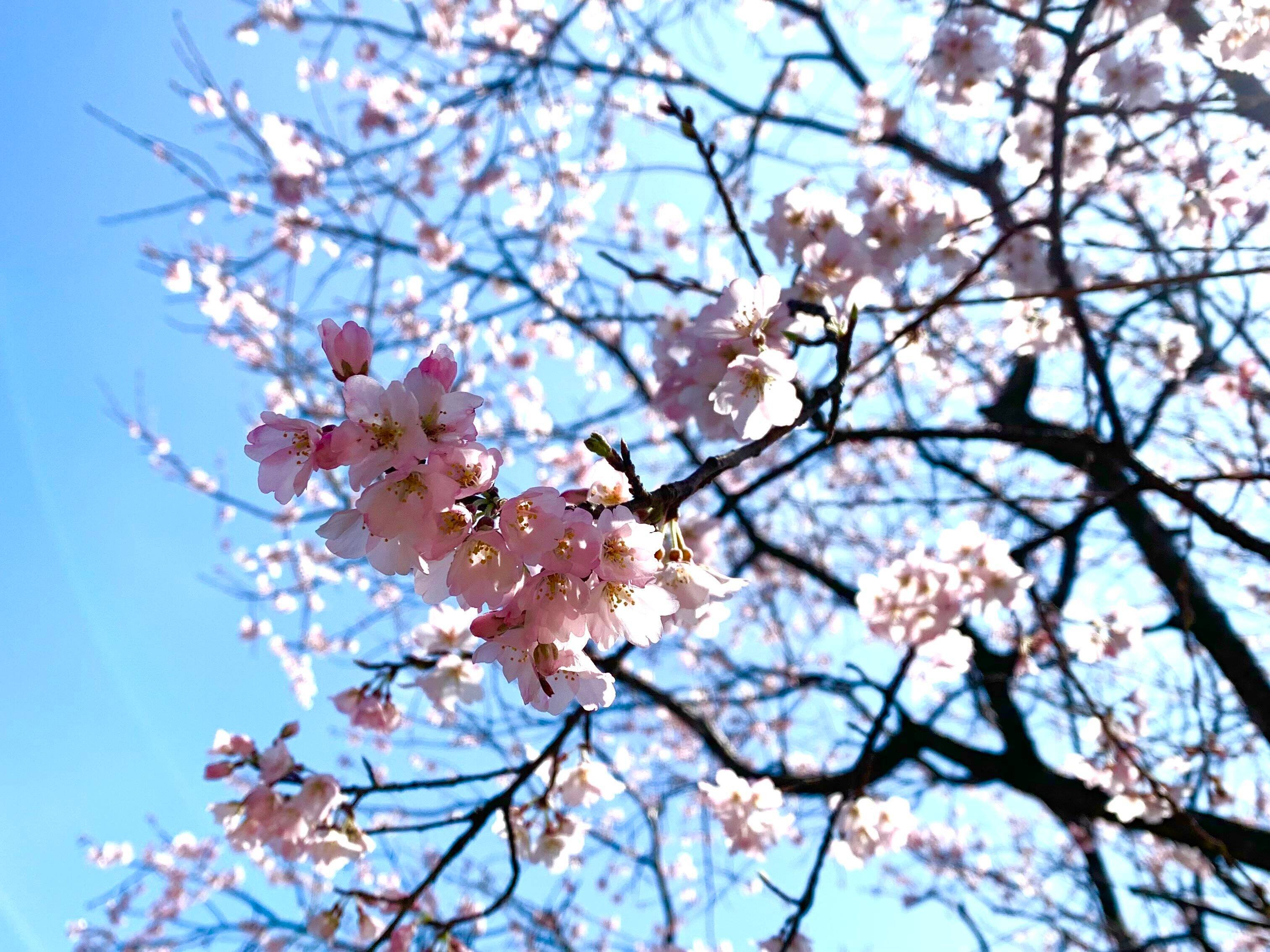 【もうすぐ一年生】小学校入学前に親子で取り組んでおきたいこと５選