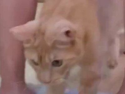 雑巾掛けの先生はかわいい猫ちゃん「掃除が楽しくなりそう」「これが正しい猫の手を借りる」と4万いいね