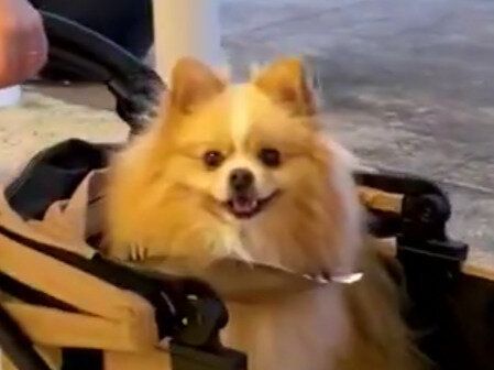 飼い主のママさんと片時も離れたくないポメラニアン。熱烈な大好きアピールがかわいすぎてうらやましい