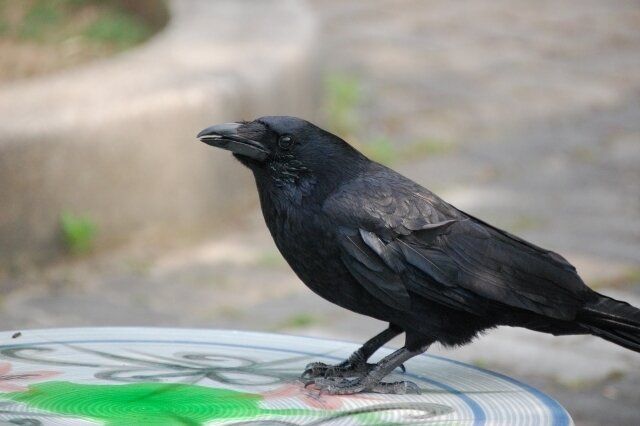 倒れたカラスがおじいさんの言葉で驚きの変わり身の早さ「あまりにも物語」な光景に15万いいね