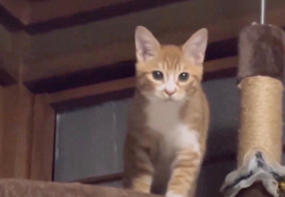 「にゃんということでしょう」猫が匠のリフォームで障子に“猫用ドア”を製作！あまりのかしこさに9.8万件のいいねと「天才」の声