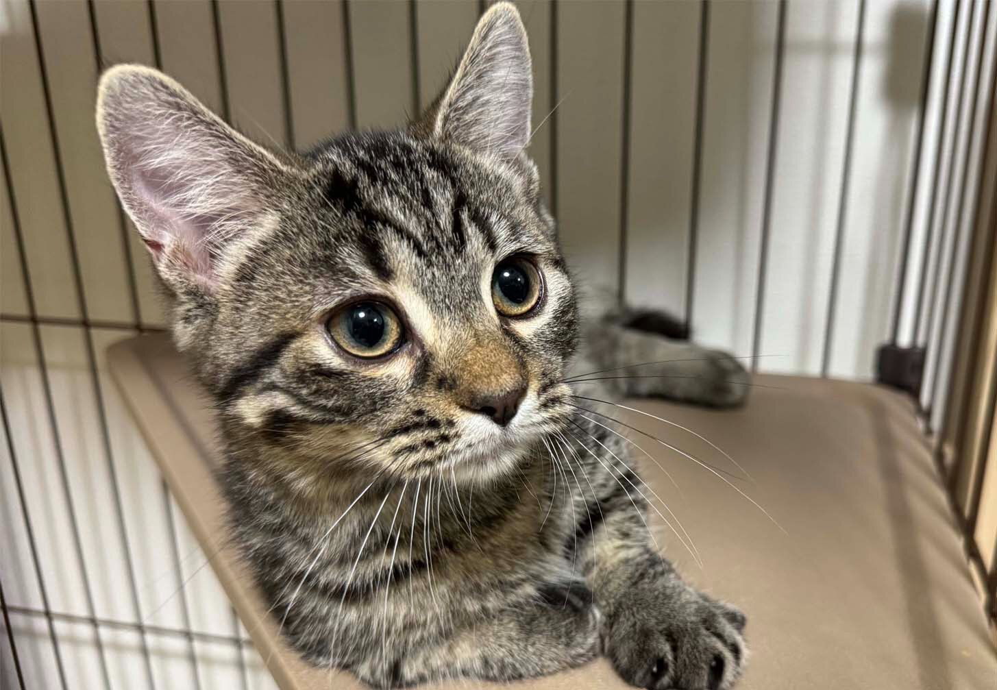 「肺と心臓の音がはっきり聞こえない」ヒヤッとする検診結果の理由とは?!甘えん坊猫の可愛さに23.7万件のいいね集まる