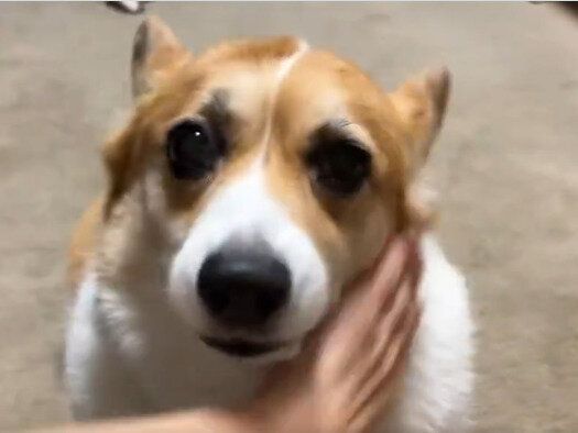 10万人の反響を呼んだ投稿！エアーでなでるふりをすると、なでられに来るコーギーに「かわいい、ナデナデしたい」の声