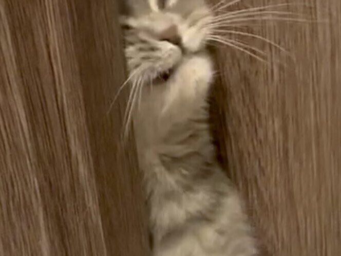 飼い主さんのいるトイレへ侵入する2匹のネコ「同じ顔している」ムギュっと挟まれた表情にいいねがとまらない