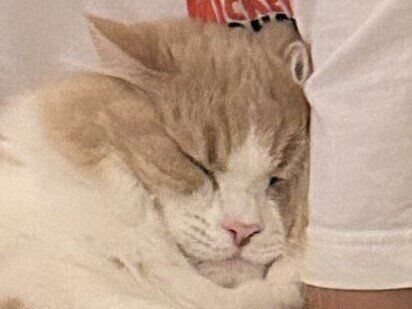 もう離さニャい！飼い主さんの腕にしがみつくサイベリアンがかわいすぎて「そこ代わって」と3.7万いいね