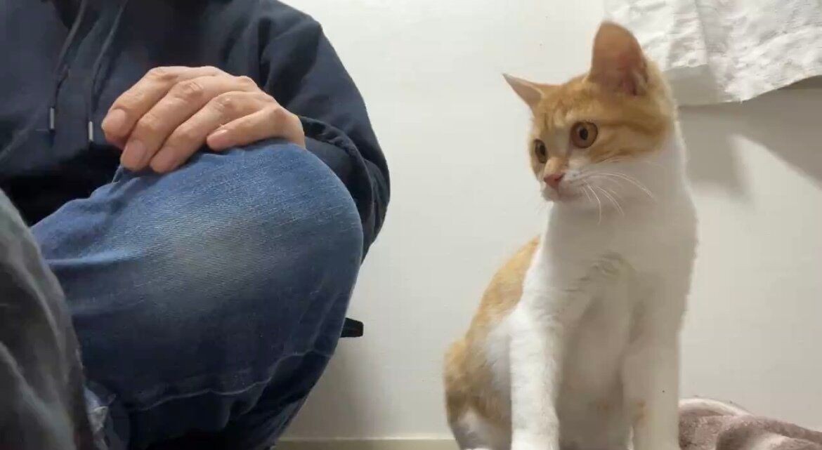 名前を呼ぶと返事をする賢い保護猫。そのかわいい声に「私も呼びたくなる」のコメントと1.3万件のいいね