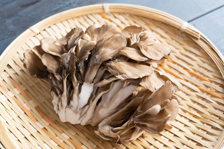食べなきゃ損！舞茸の栄養と効能～ダイエットに効果的な理由も解説します～