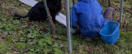 働き者のフラットコーテッド・レトリバーに犬嫌いだったご近所さんも感心。すっかり仲良くなった2人に「ホッコリ」の声