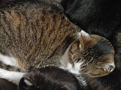 どこを見ても幸せが詰まっているイス。4匹の猫ちゃんたちが集合して「座るところが1mmもない」