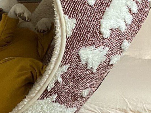 人間味ある表情の柴犬。ドスンという物音に「何が起きたの？」状況が把握できないままベッドごと一回転!?