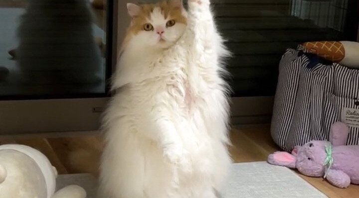 手を上に挙げ何かを訴えかけているスコティッシュフォールド。愛猫に起きたプチハプニングに4万件のいいね