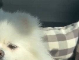 ぽかぽか陽気でまぶたがとろん。眠気に勝てないポメラニアンがかわいすぎ！癒し効果抜群の表情に注目