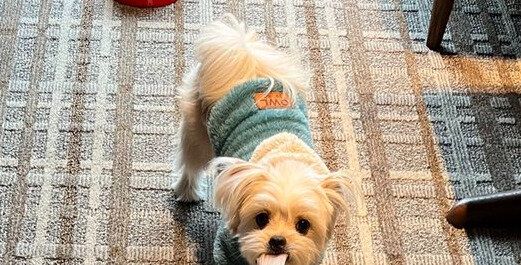 着替え中にハプニング発生。チワマルが咥えて離さないあるものとは!?やんちゃないたずらに10.2万件のいいね