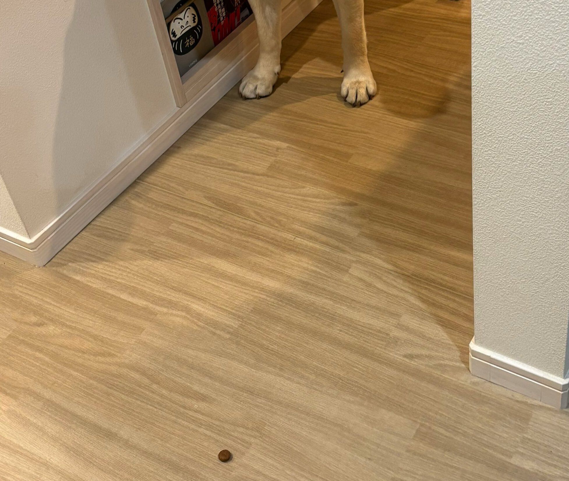 飼い主がこぼしたドッグフードを心配そうに見つめるラブラドール・レトリバー。健気なまなざしに2.9万人が胸キュン