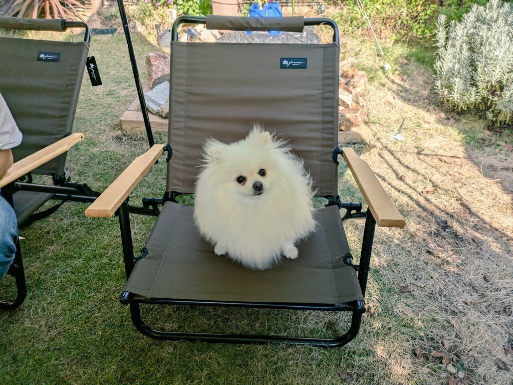 まるでトリックアート！イスに座っているようにしか見えないポメラニアン、実は地面に足を着けて立っていた!?「かわいすぎる」の声と6.4万件のいいね