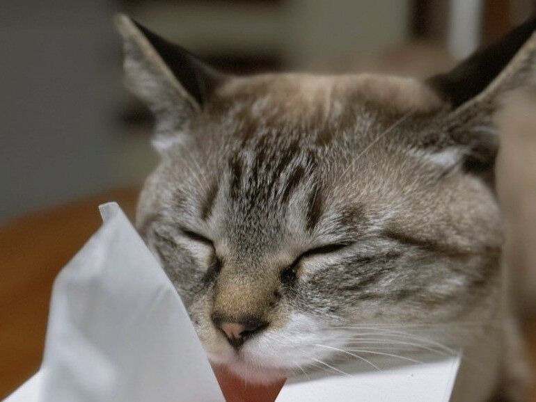 「誰かティッシュを取る方法を教えてください」猫のあるあるに2.8万人が反応！コメントで大喜利大会が始まる