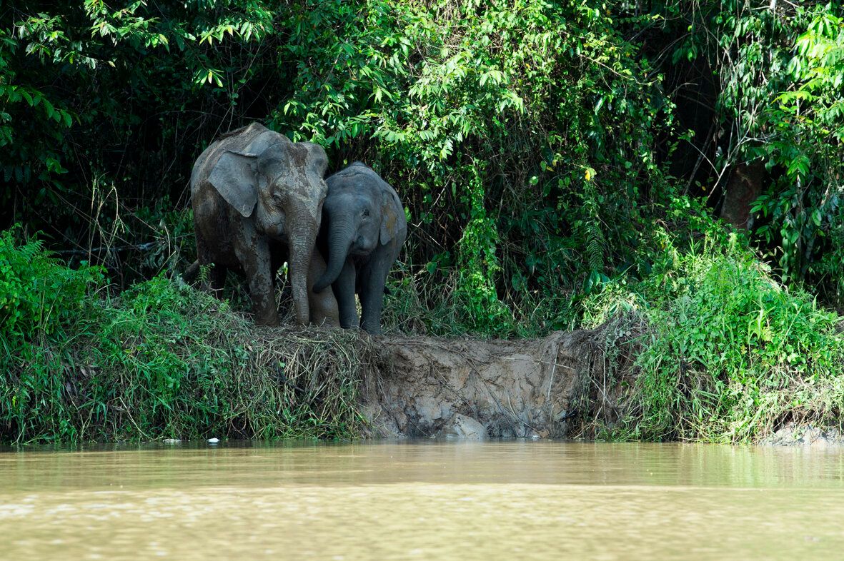 わたしたちの豊かな暮らしの裏で犠牲になっている、 森と生き物の問題に向き合っていく