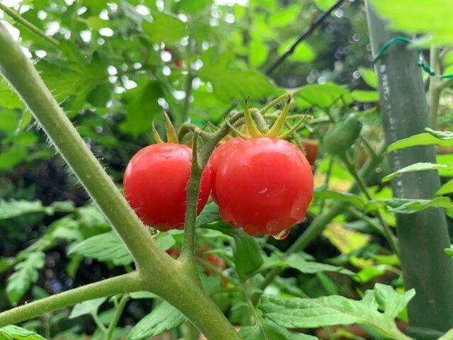 節約に役立つ家庭菜園のすすめ。節約のプロが選ぶ「初心者でも育てられて活用度大の野菜3選」