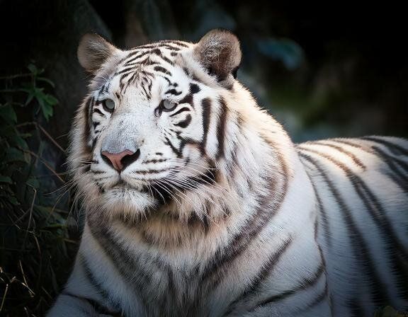 【夢占い】ホワイトタイガーの夢の意味とは？状況、特徴などシチュエーション別に解説！