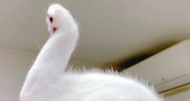 真っ白で美しい「白鳥」に見える写真、じつは猫の一発芸だった!?「お見事すぎるw」「騙された」と5.5万人が爆笑