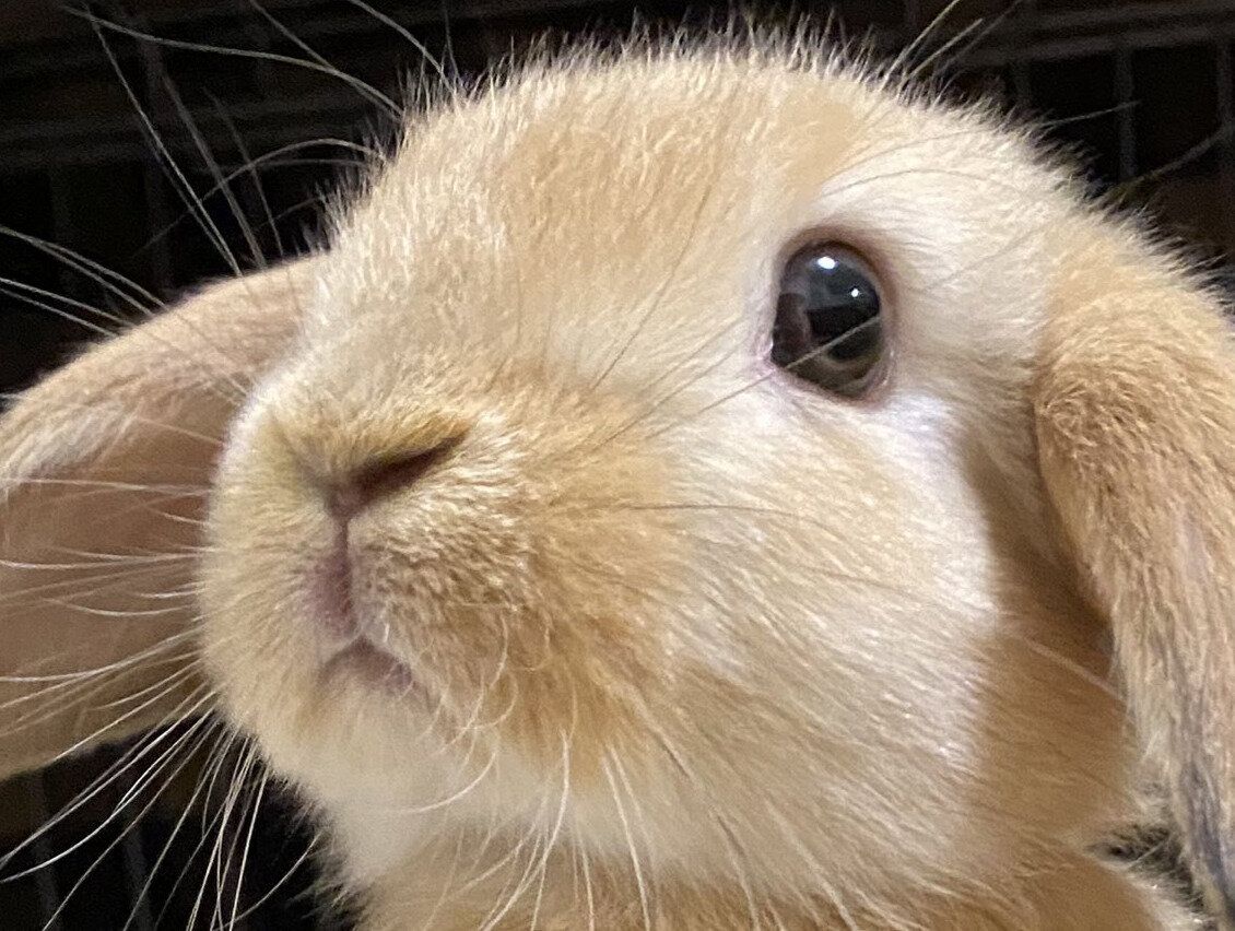 うさぎのベビー期はあっという間！体重が5倍に増えたうさぎの顔つきの変化に注目が集まる