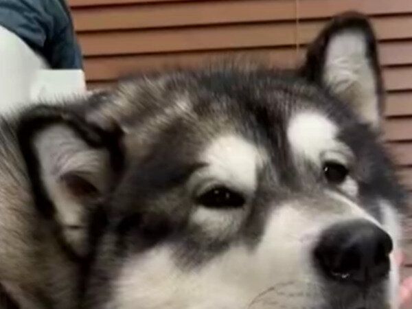 飼い主さんにおまかせ！アゴ乗せがかわいすぎるアラスカンマラミュートが「人間の手を信用しすぎている」