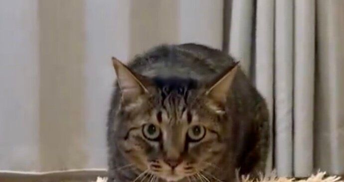 飼い主をガン見しながら、クッションをふみふみして迫ってくる猫！かわいすぎる姿に9.3万件のいいねと「こんなお掃除ロボット開発してほしい」の声