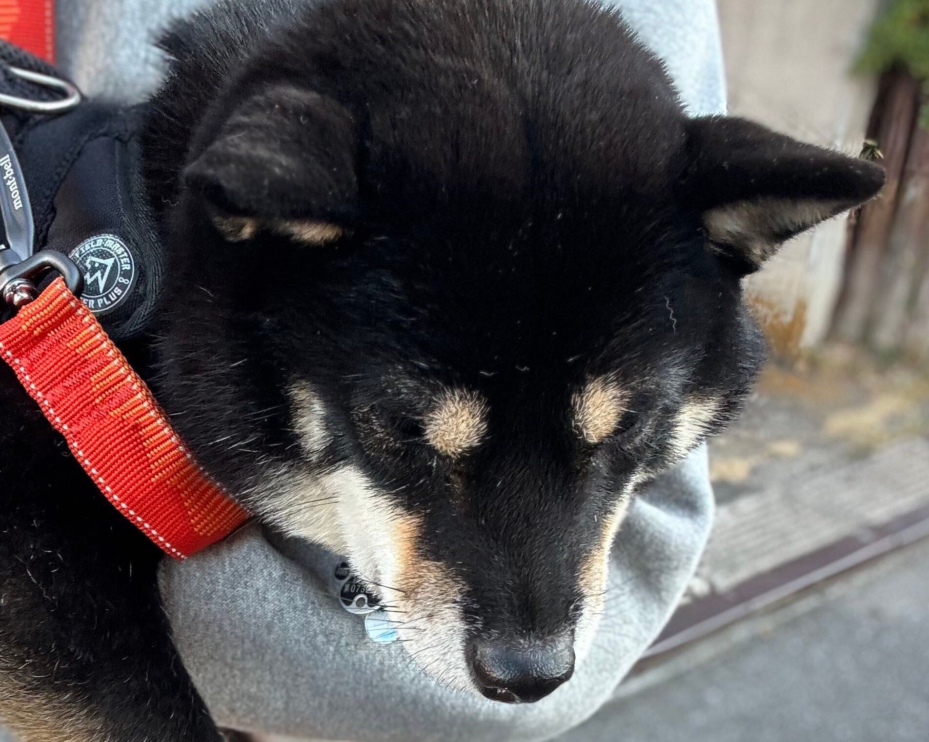 以前は犬用カートの必要性を感じていなかった飼い主。”拒否柴発動”を目の当たりにして心境の変化が！11万件のいいねと「すごく幸せそう」の声